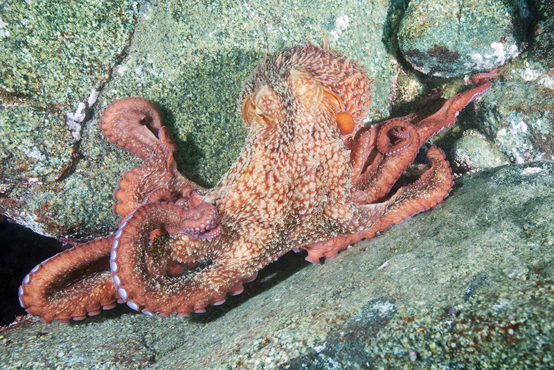 Illustration for article titled Perhaps the Most Beautiful Undersea Photography We've Ever Seen